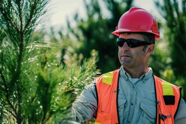 An IP fiber supply employee inspects a working forest